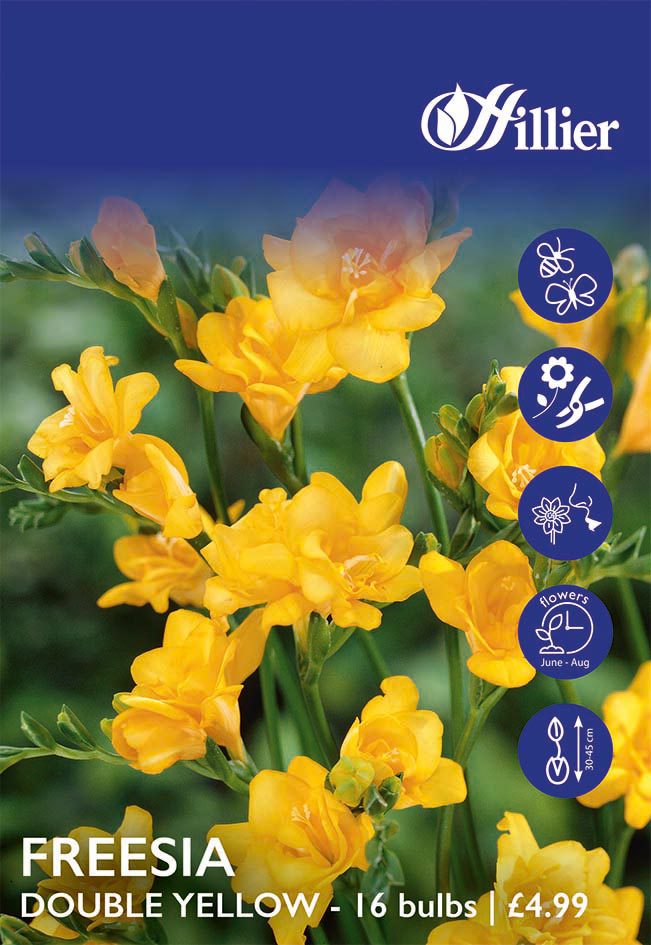 8718641998908 1 HS825 Freesia Double Yellow.jpg